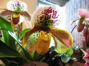 жут Слиппер Орхидеје Затворени цвеће фотографија