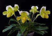 φωτογραφία κίτρινος εσωτερική Λουλούδια Ορχιδέες Παντόφλα