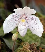 weiß Schuhorchideen Pot Blumen foto