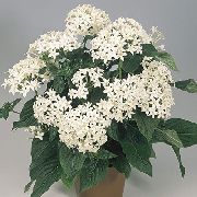 beyaz Pentas, Yıldız Çiçeği, Yıldız Kümesi Kapalı çiçek fotoğraf