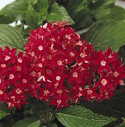 κόκκινος Pentas, Λουλούδι Αστέρι, Αστρικό Σμήνος  φωτογραφία