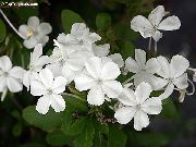 bijela Leadworts Sobne cvijeće foto