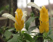 θάμνος Κίτρινο Φυτό Γαρίδες, Χρυσή Φυτών Γαρίδες, Γλειφιτζούρι Φυτών, εσωτερική Λουλούδια φωτογραφία