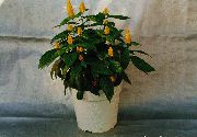 fotoğraf sarı Kapalı çiçek Sarı Karides Bitki, Altın Karides Bitki, Lolipop Bitki