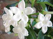 λευκό Νυφική ​​ανθοδέσμη, Τη Μαδαγασκάρη Γιασεμί, Κερί Λουλούδι, Στεφάνι Λουλούδι, Floradora, Χαβάης Λουλουδιών Γάμου  φωτογραφία