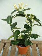 foto branco  Bridal Bouquet, Madagascar Jasmine, Wax Flower, Chaplet Flower, Floradora, Hawaiian Wedding Flower