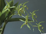 ბალახოვანი მცენარე Coelogyne, შიდა ყვავილები ფოტო