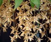 foto brun Indendørs blomster Coelogyne