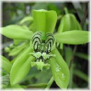 zdjęcie zielony Kryte kwiaty Tselogina