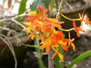 oranžs Pogcaurums Orhideja Iekštelpu ziedi foto