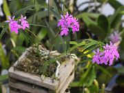 halványlila Gomblyukába Orchidea Beltéri virágok fénykép
