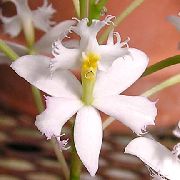 wit Knoopsgat Orchidee Pot Bloemen foto