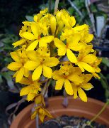 黄 ボタン蘭 室内の花 フォト