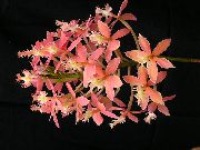 vaaleanpunainen Napinläpi Orkidea Sisäilman kukkia kuva