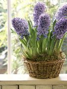 foto Hyacint Pot Bloemen