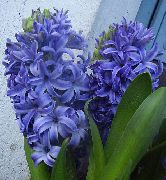 lichtblauw Hyacint Pot Bloemen foto
