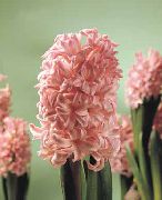 foto roze Pot Bloemen Hyacint