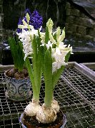 hvid Hyacinth Indendørs blomster foto