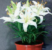 zeljasta biljka Lilium, Sobne cvijeće foto
