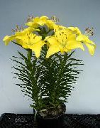 ყვითელი Lilium შიდა ყვავილები ფოტო