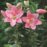 ვარდისფერი Lilium შიდა ყვავილები ფოტო