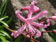 herbaceous planta Guernsey Lily, Inni blóm mynd