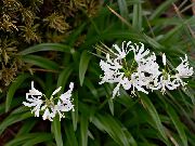 bela Guernsey Lily Sobne Cvetje fotografija