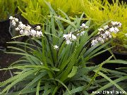 bílá Ophiopogon Pokojové květiny fotografie