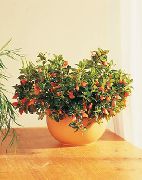 naranja Hypocyrta, Planta Peces De Colores Flores de interior foto