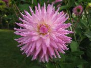 рожевий Жоржина Домашні квіти фото
