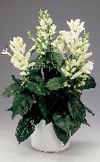 blanc Bougies Blanches, Whitefieldia, Withfieldia, Whitefeldia Fleurs d'intérieur photo