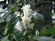 foto valge Sise lilled Valge Küünlad, Whitefieldia, Withfieldia, Whitefeldia