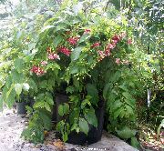 снимка червен Стайни цветя Рангун Пълзящо Растение