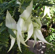    ,  , White Clianthus puniceus