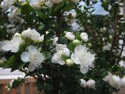 fehér Mirtusz Beltéri virágok fénykép
