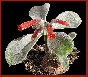червен Rechsteineria Стайни цветя снимка