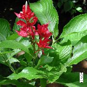 foto crvena Sobne cvijeće Sanchezia, Vatra Prsti