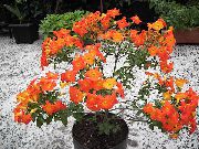 снимка Мармалад Буш, Оранжево Browallia, Firebush Стайни цветя