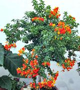 照片 橙 盆花 果酱灌木，橙色Browallia，火布什