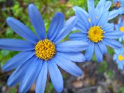 foto Margarita Azul Flores de interior