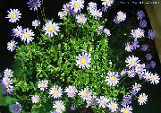 foto lichtblauw Pot Bloemen Blauw Madeliefje