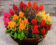 turuncu Bobstil Kapalı çiçek fotoğraf