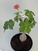 herbeux Peregrina, Usine De La Goutte, La Rhubarbe Guatémaltèque, Fleurs d'intérieur photo
