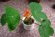 снимка червен Стайни цветя Перегрина, Подагра Растение, Гватемала Ревен