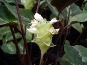 photo blanc Fleurs d'intérieur Calathea, Usine De Zèbre, Usine De Paon