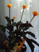 fotografie oranžový Pokojové květiny Calathea, Zebra Rostlina, Páv Rostlina