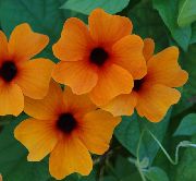 turuncu Siyah Göz Susan Kapalı çiçek fotoğraf