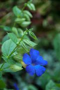fotografija svetlo modra Sobne Cvetje Black Eye Susan
