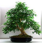     ,  , Murraya paniculata bonsai