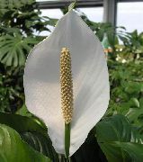 fotoğraf beyaz Kapalı çiçek Barış Zambak